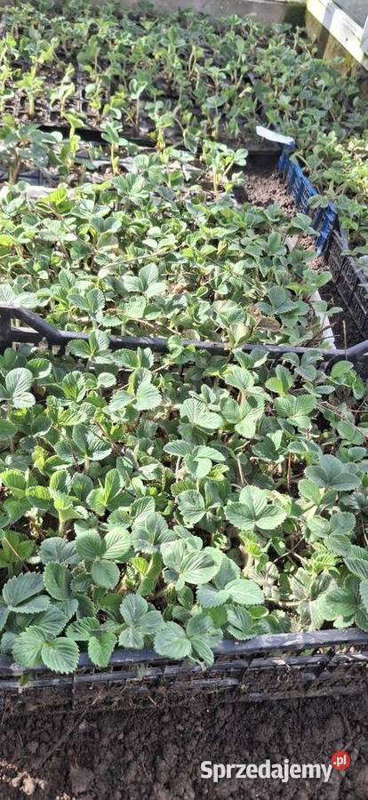 Truskawki sadzonki odmiana Honey Mirzec