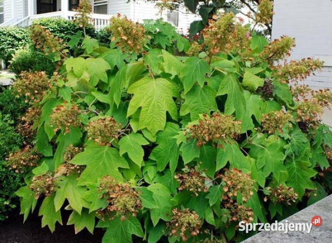 Hortensja dębolistna krzewy w doniczce Osiny 49a Kępno