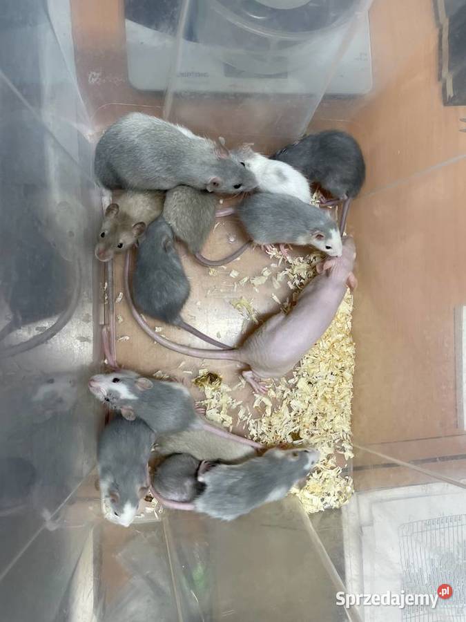 Szczury rasowe Gliwice
