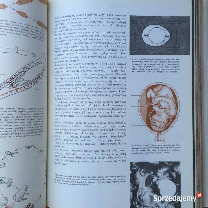 2582 Encyklopedia Larousse zachodniopomorskie Szczecin sprzedam