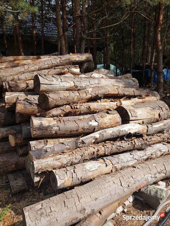 Buk wyprzedaz sezonowany 3 lata Płońsk