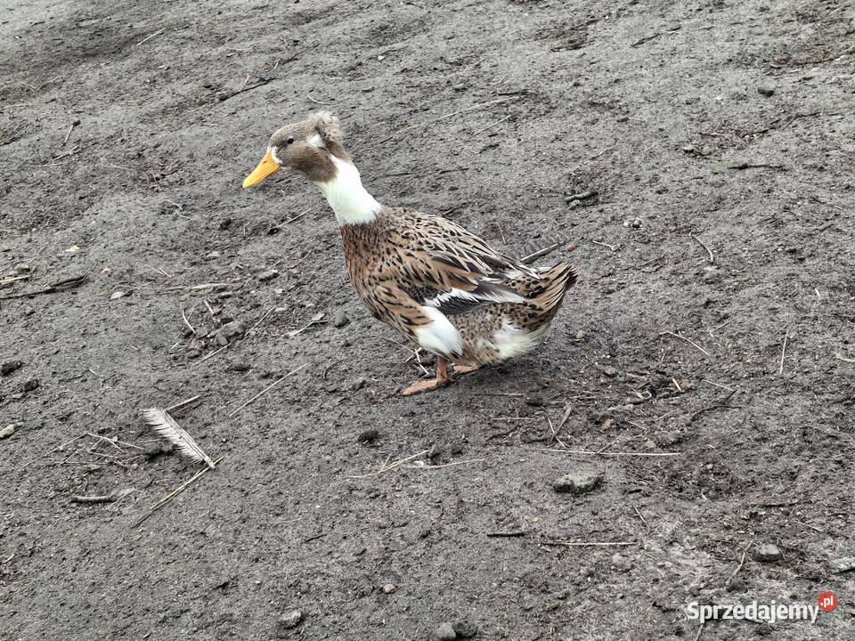 czubata kaczka Sułoszyn sprzedam