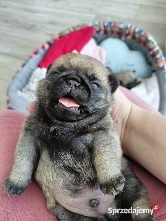 Mops szczenięta ZkwP FCI do odbioru w maju Toruń