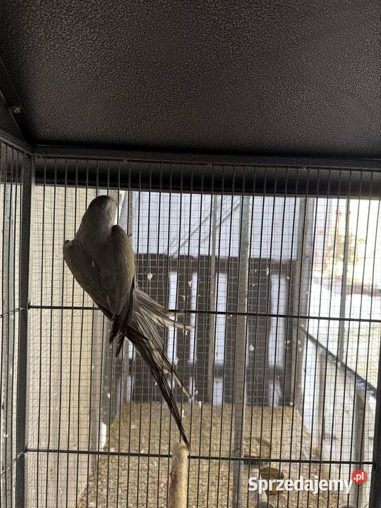 Aleksandretta obrożna Kosobudy sprzedam