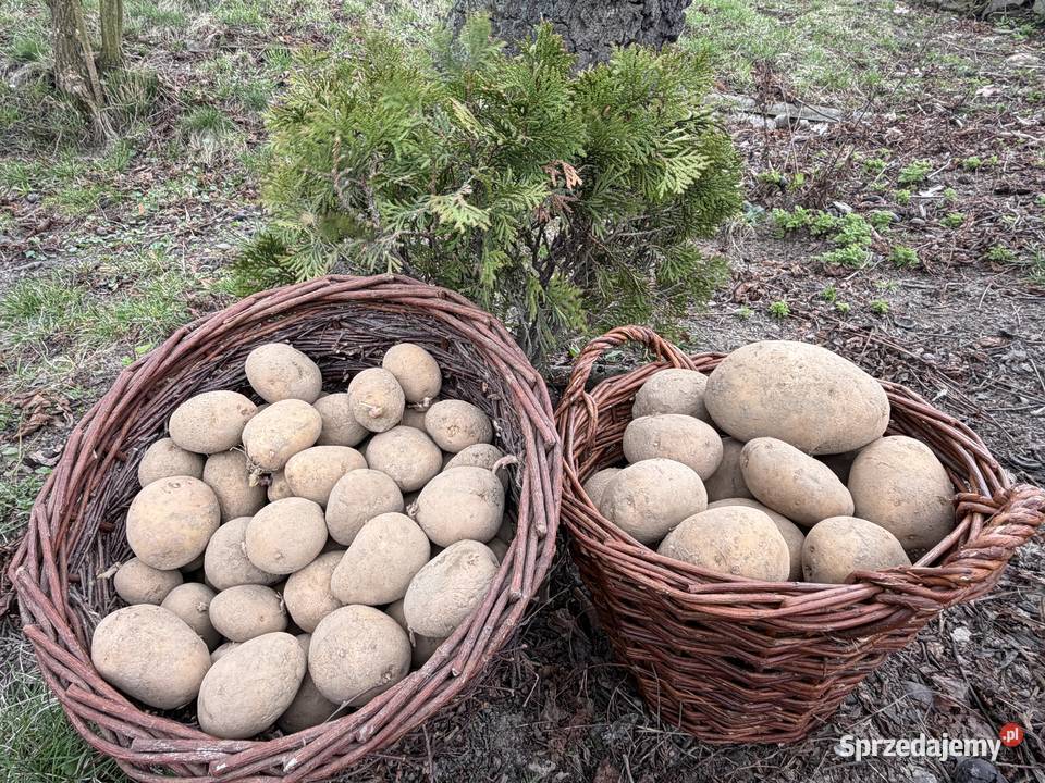 Ziemniaki tajfun do jedzenia i sadzenia Wadowice sprzedam