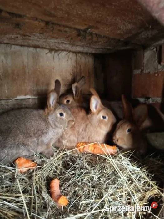 Sprzedam kóliki żywe tuczki Pozostałe Dęba