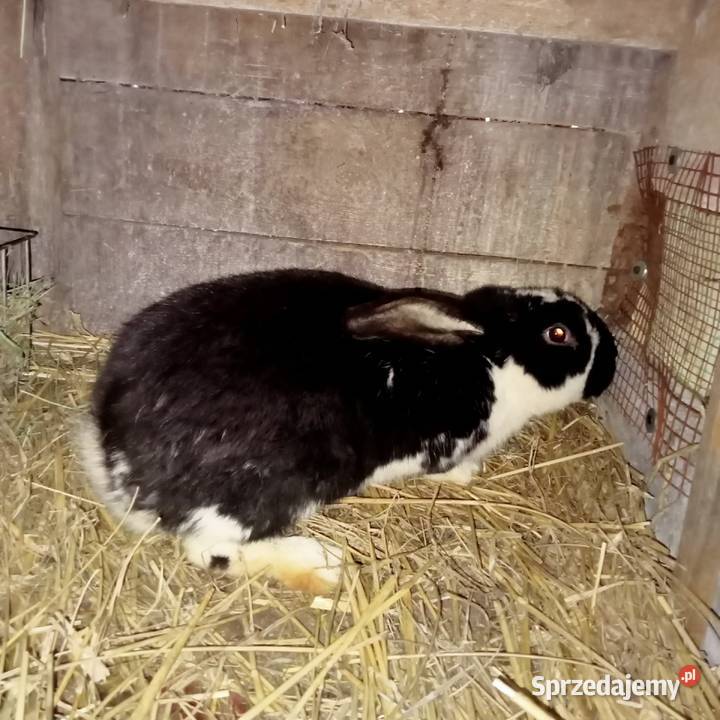 Sprzedam młodego królika samca Gryzonie Trzepnica