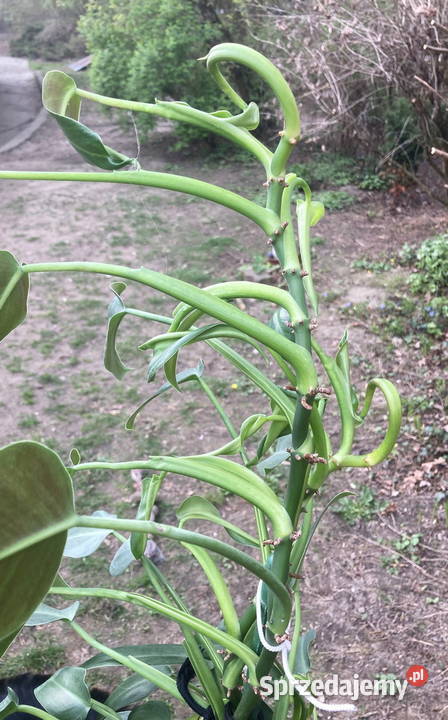 Wysoki filodendron Philodendron zielony Emerald Kraków
