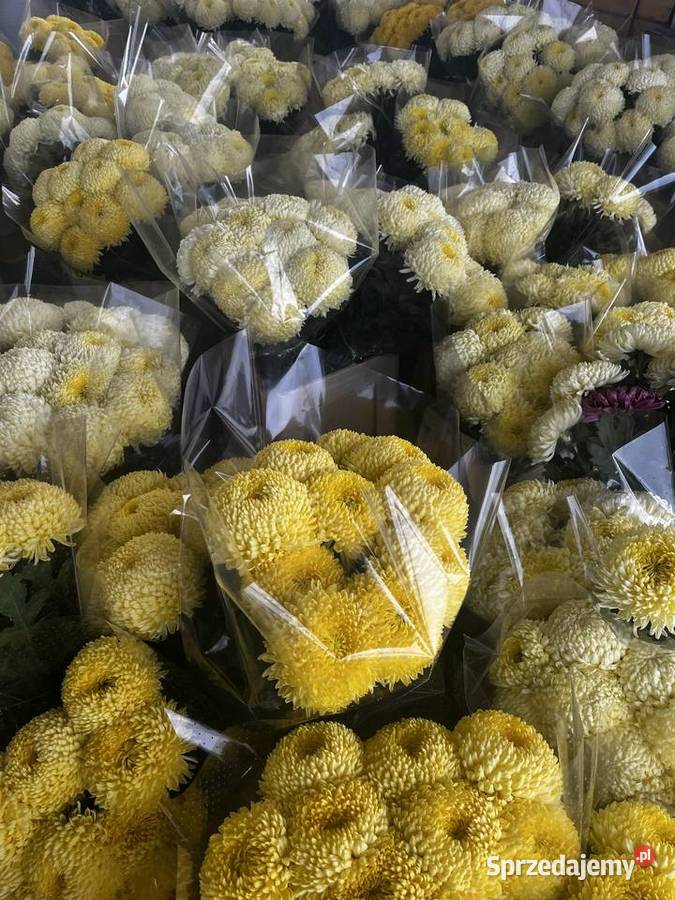 Chryzantemy doniczkowe i cięte Błonie sprzedam