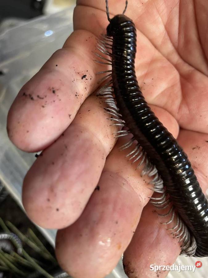 wij z Wietnamu Remulopygus brevispinus Gliwice