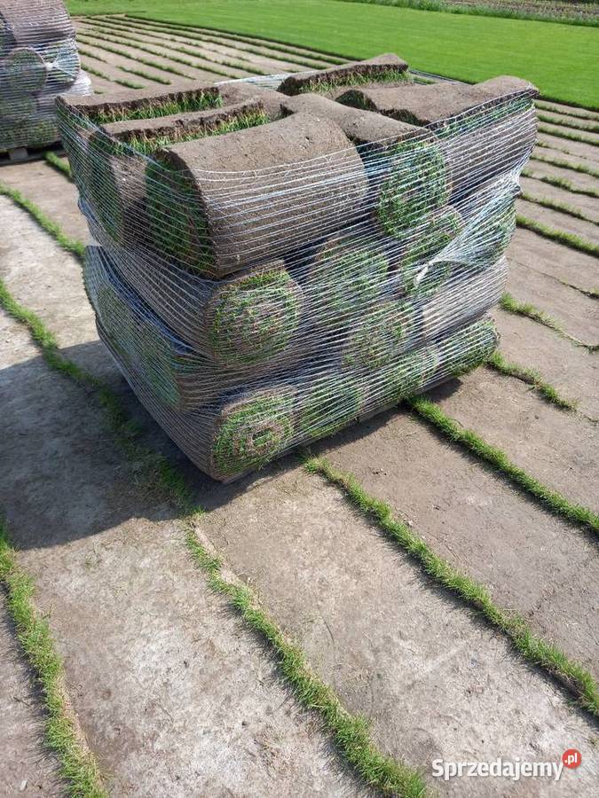 Trawa z rolki producenta rolka trawa trawnik lubelskie Krasnystaw