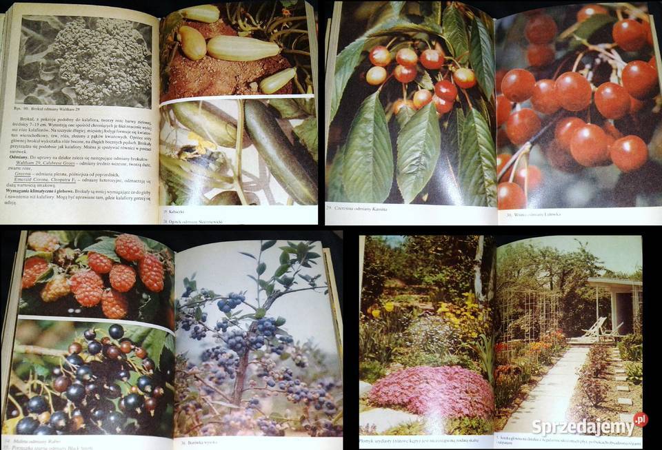 Działka moje hobby praca zbiorowa Chełm