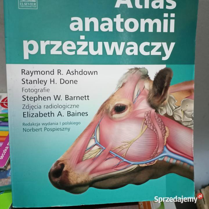 Atlas anatomii przeżuwaczy książki weterynarii Warszawa