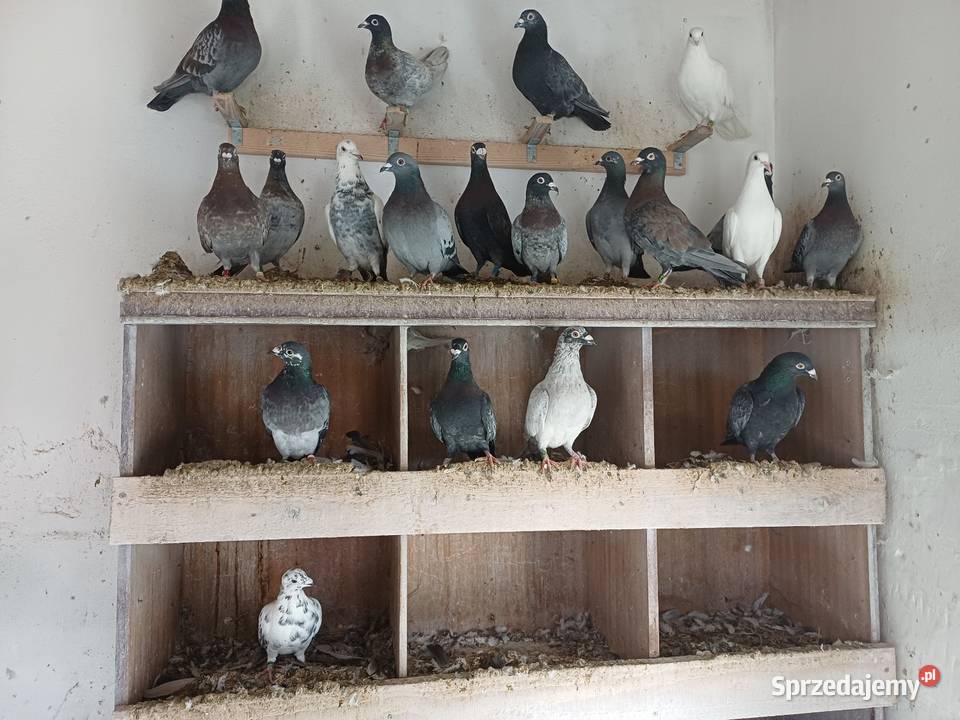 Sprzedam gołębie Wejsce sprzedam