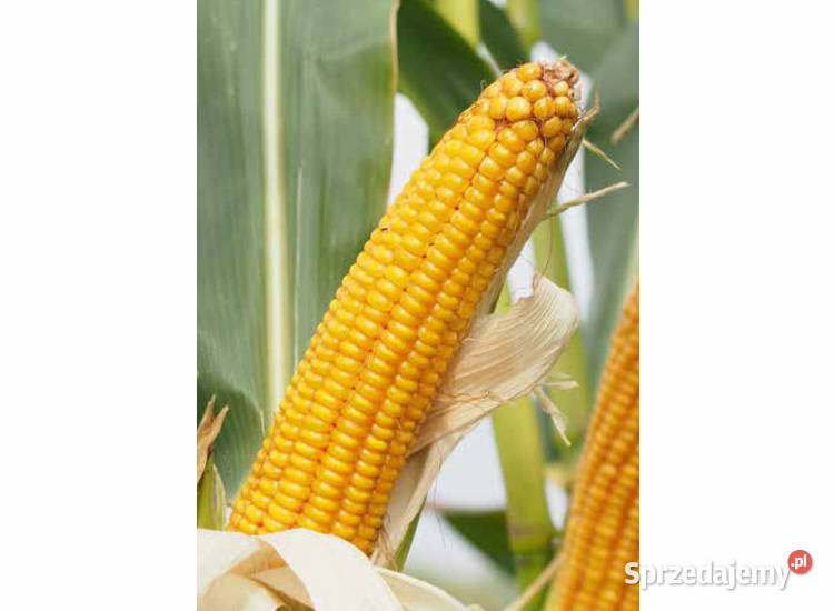 Materiał siewny kukurydza Casandro na ziarno Rolnictwo Wieruszów