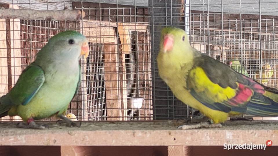 Papugi Rozelle gorskie baranandy Bełchatów sprzedam
