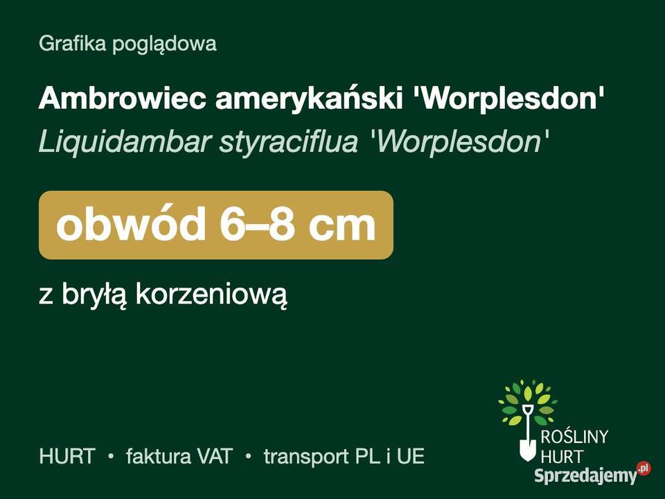 Ambrowiec amerykański Worplesdon obwód 68 z