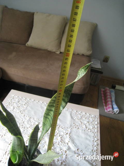 Sansevieria wężownica skutecznie oczyszcza Częstochowa