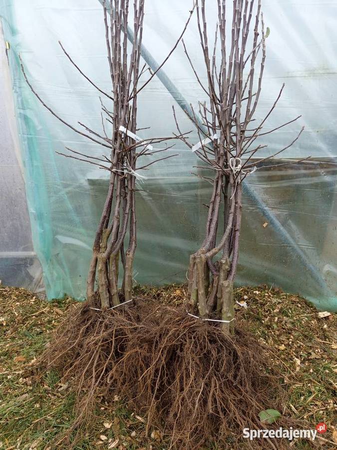 Drzewka owocowe Błażowa Górna