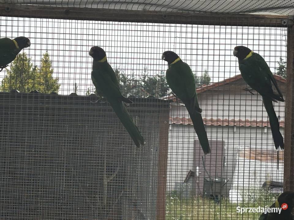 Sprzedam papugi sprzedam