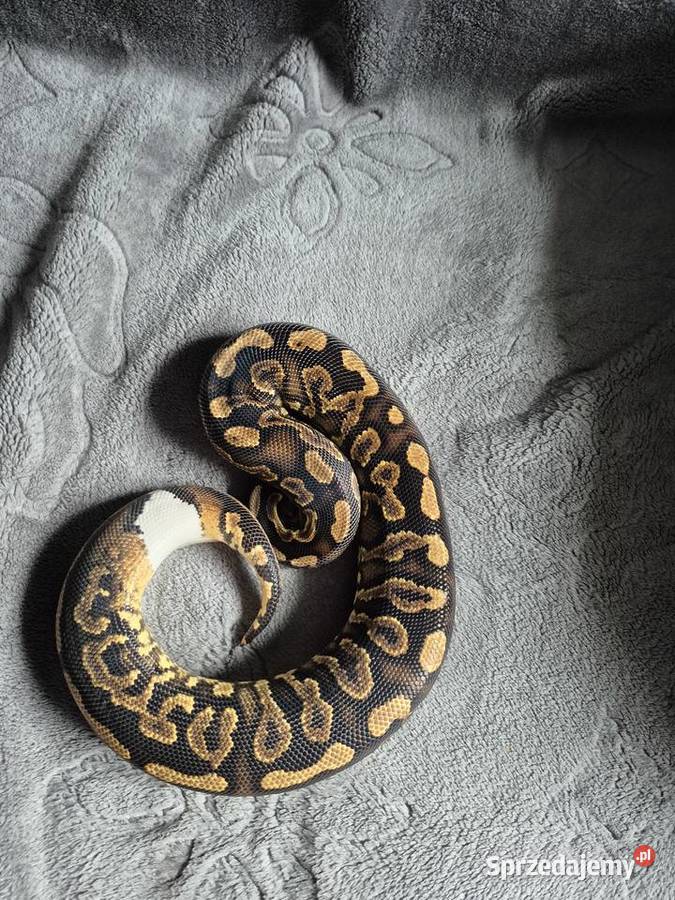 Samica black pastel yellow belly het pied świętokrzyskie