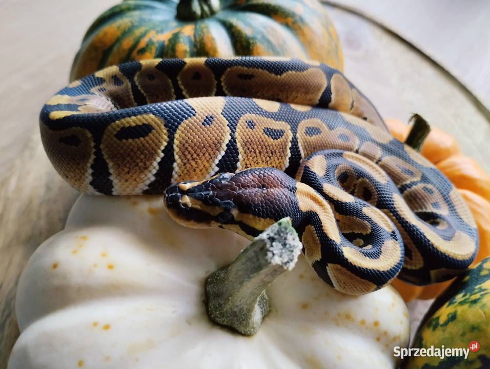 Pyton królewski węże wąż pytony królewskie warmińsko-mazurskie Olsztyn