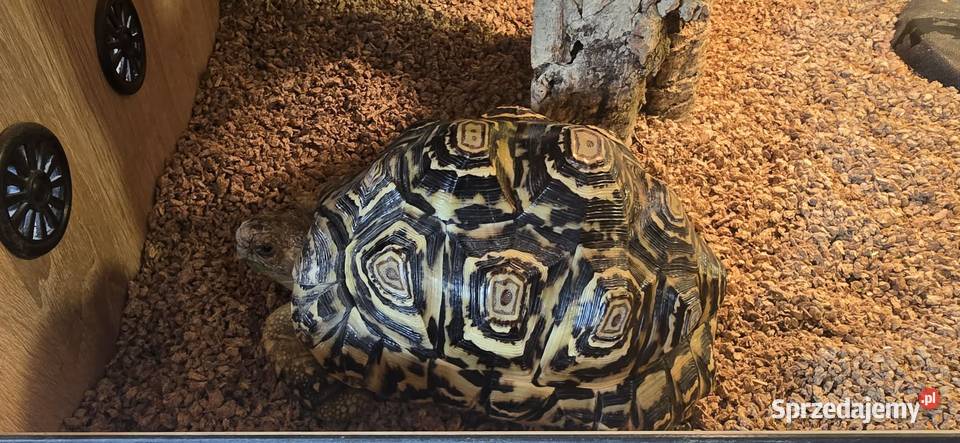 Żółw lamparci i terrarium Gdańsk
