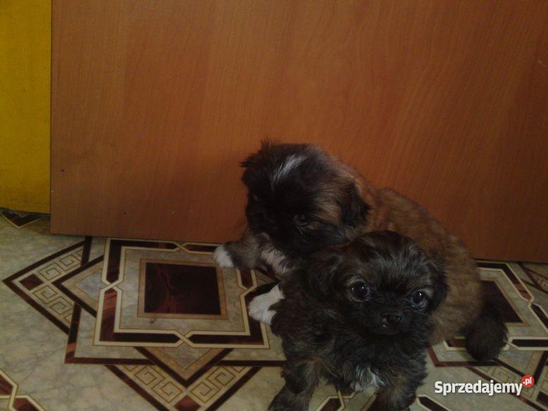 PIEKNE SZCZENIAKI PEKINCZYK MINIATURKA