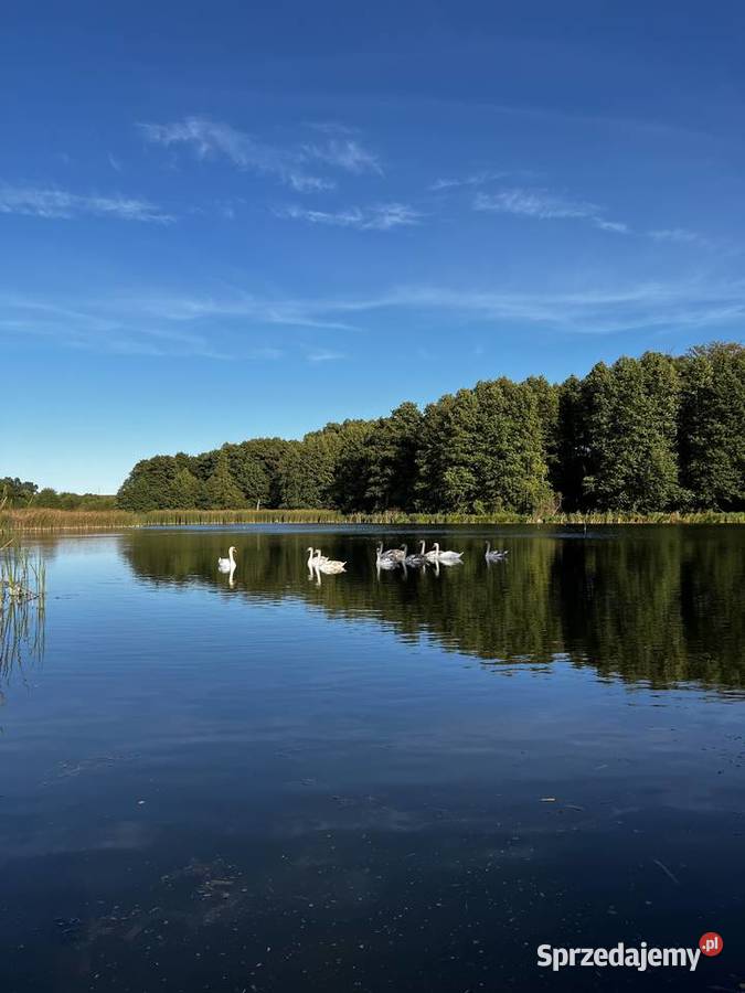 Na sprzedaż 235 ha prywatnej enklawy ze stawami 234000m2 wielkopolskie Róża Wielka