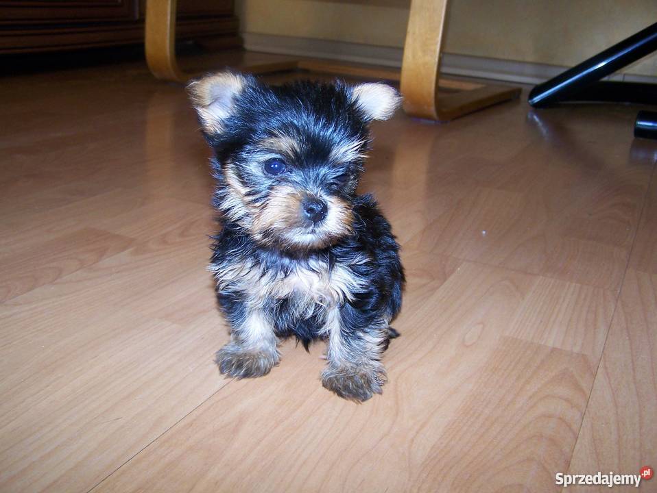 piękne yorki szczeniaczki Pruchnik