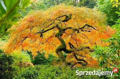 KLON JAPOŃSKI na bonsai do ogródka sadzonka Rośliny Kraków sprzedam