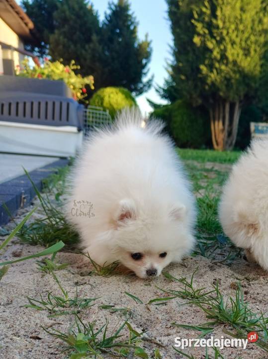 Szpic miniaturowy Pomeranian ZKwP FCI Szczecin