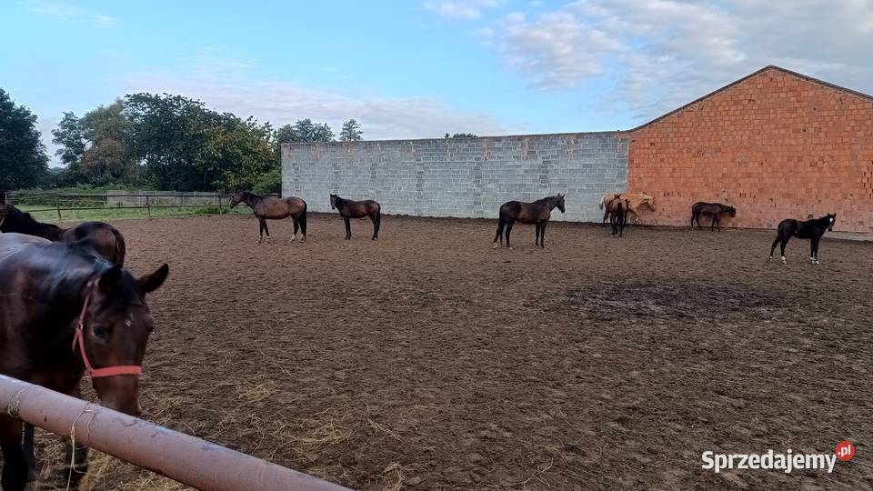 Konie wielkopolskie wielkopolskie sprzedam