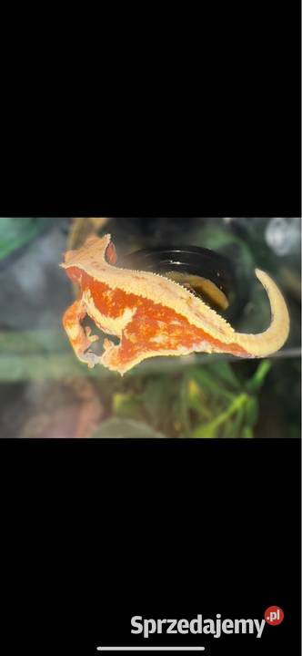 Gekon orzęsiony samica mazowieckie Łomianki sprzedam