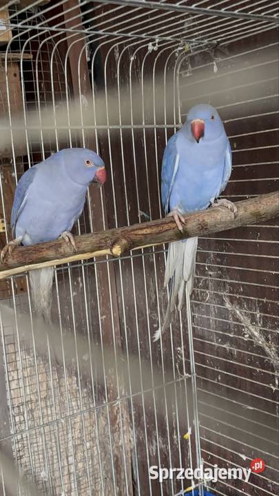 Alexandretty obrożne fiolet para Strzegom sprzedam