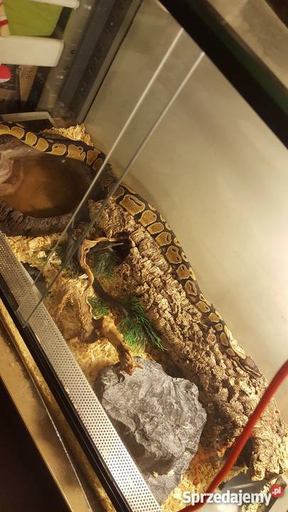 Python RegiusPyton Królewski zakupu razem z