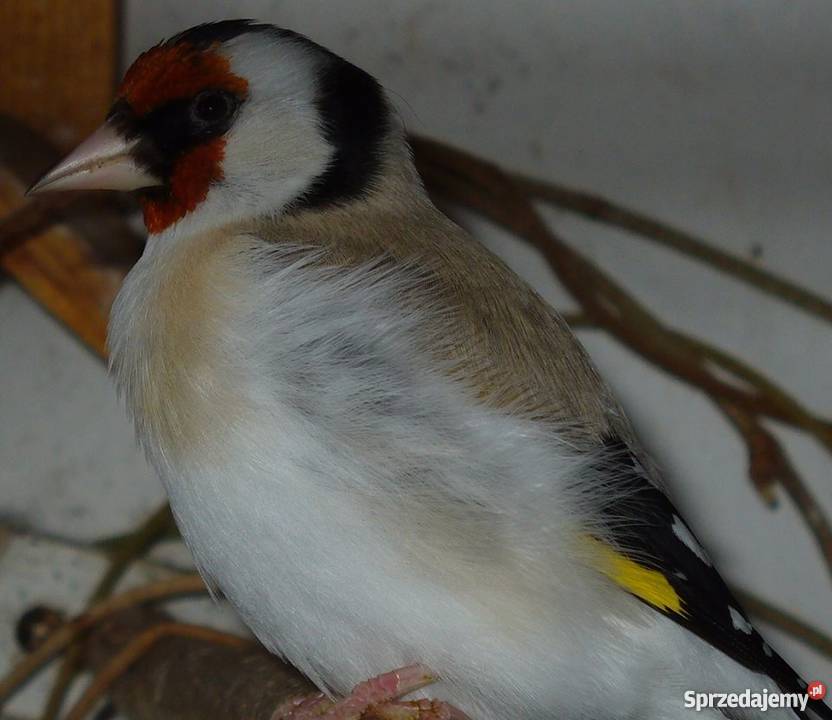 Samce Szczygieł major mutacja Agat Ptaki Kraków