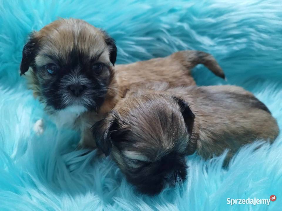 Shih Tzu Malutkie Wielkości Yoreczka Dąbrowa Górnicza