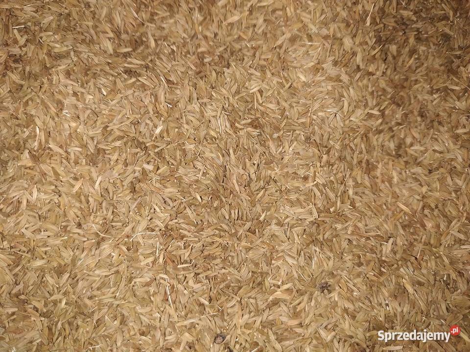 Mniszek lekarski nasiona 2023r Pozostałe sprzedam