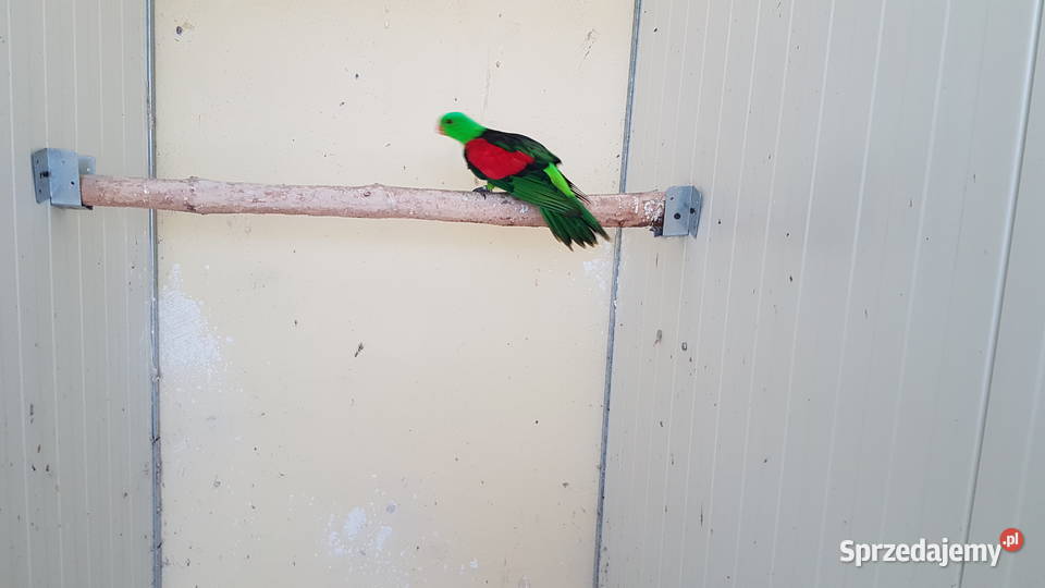 Szkarłatka królewska krasnopiórka