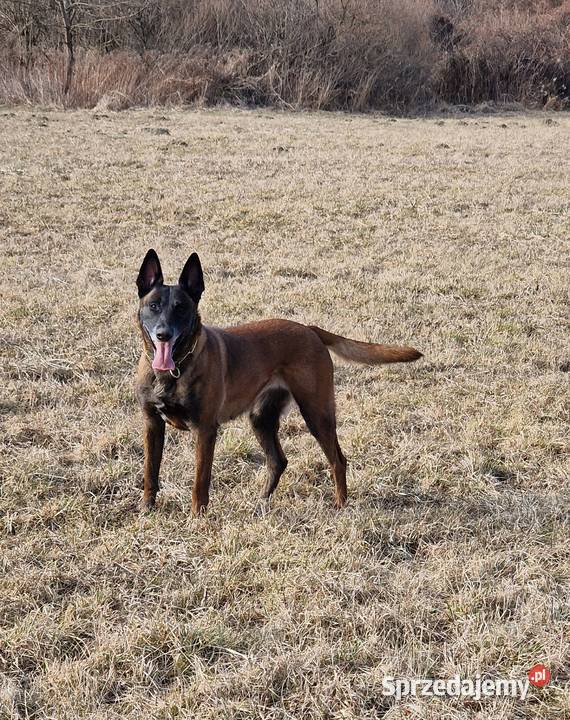Owczarek belgijski Malinois FCI zapowiedz miotu Nowy Sącz