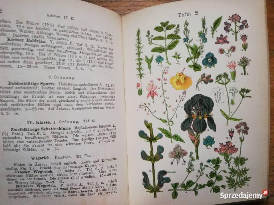 Der Pflanzenfreund Książki i Podręczniki Kraków