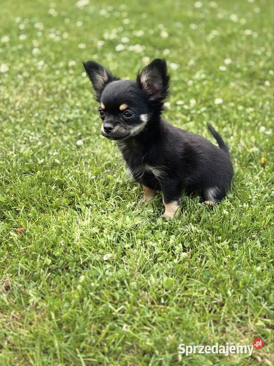 Chihuahua długowłose Zwierzęta Zabrze
