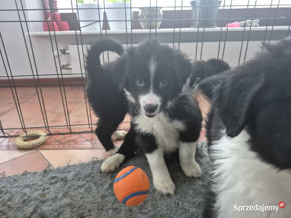 Border Collie Border Family Suchedniów