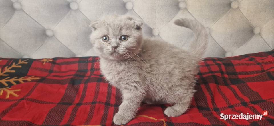 Kocurek Szkocki liliowy zwisłouchy Katowice