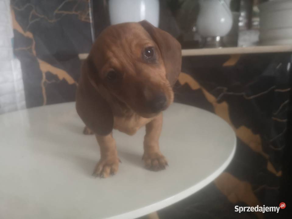 Jamnik krótkowłosy suczka merle Pokrytki