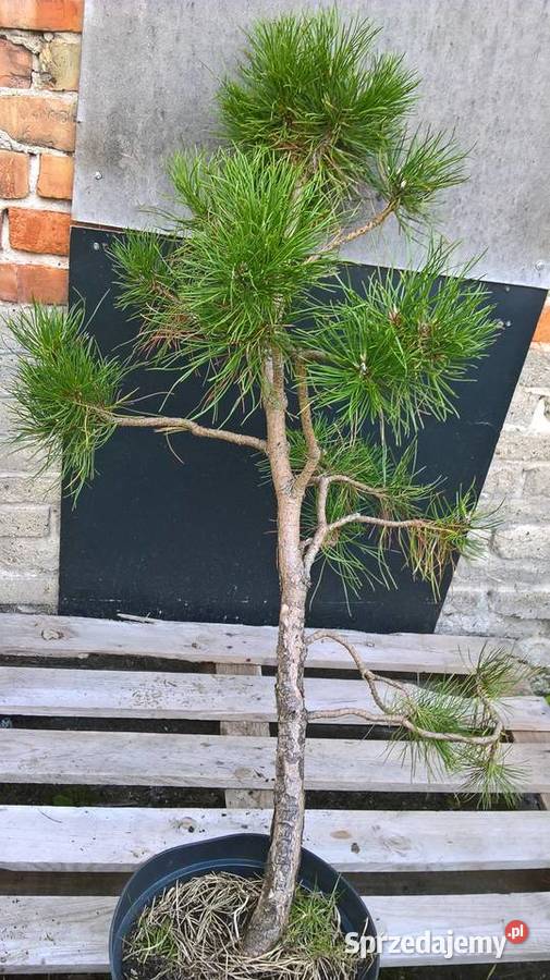 Ogrodowe Bonsai Sosna Czarna