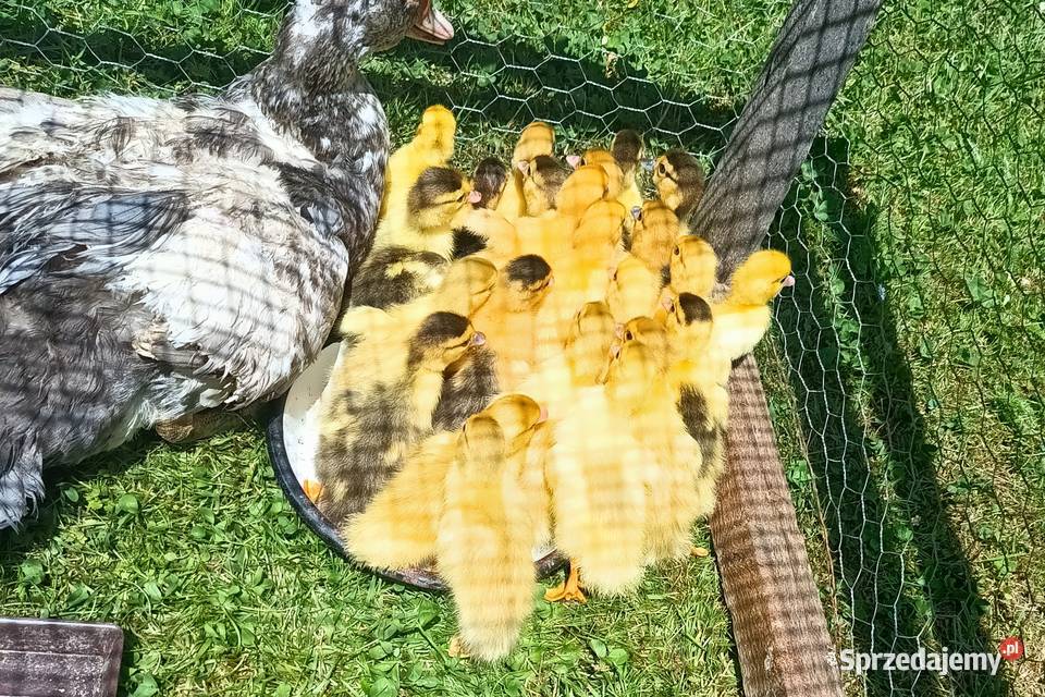 Kaczki Francuskie Gady i płazy małopolskie Sikorzyce