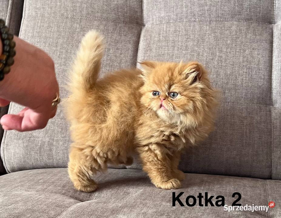 Rudobiszkoptowe kotki perskie Kalwaria Zebrzydowska