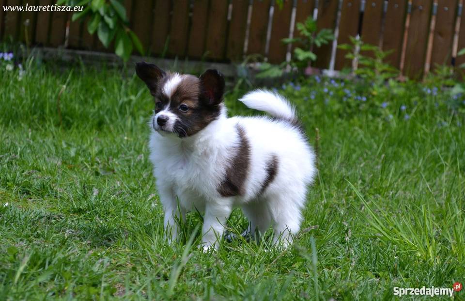 śliczny PAPILLON Spaniel Miniaturowy szczeniak Pionki